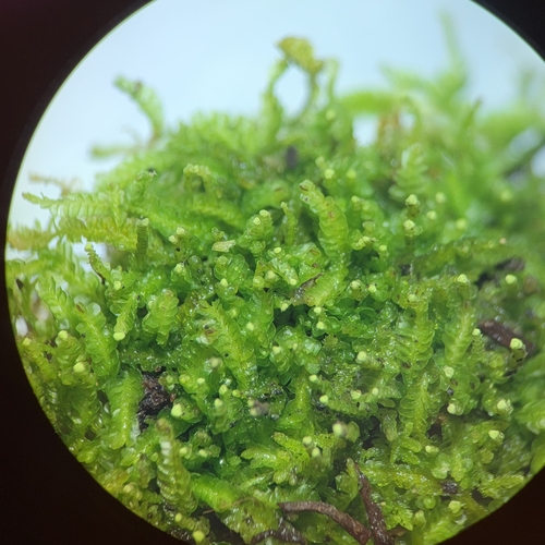 Odontoschisma denudatum