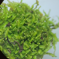 Odontoschisma denudatum