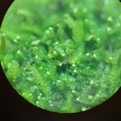 Odontoschisma denudatum