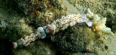 Hypselodoris tryoni