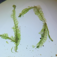 Odontoschisma denudatum