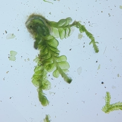 Odontoschisma denudatum