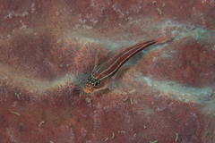 Helcogramma striata