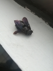 Xylocopa griswoldi