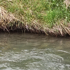 Salmo trutta