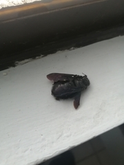 Xylocopa griswoldi
