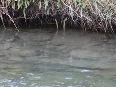 Salmo trutta