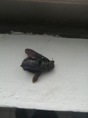 Xylocopa griswoldi
