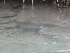 Salmo trutta