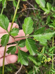 Serjania brachycarpa