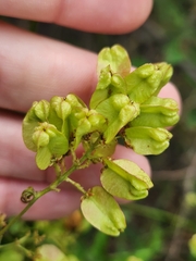 Serjania brachycarpa