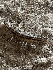 Allothereua maculata