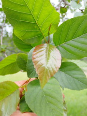 Alnus formosana