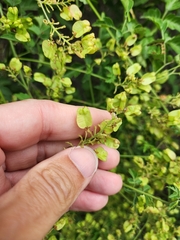 Serjania brachycarpa