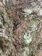 Alnus formosana