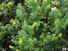 Genista stenopetala