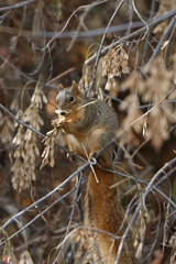 Sciurus niger