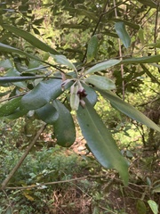 Pittosporum ralphii