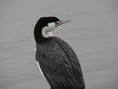 Phalacrocorax varius varius