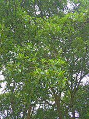 Ficus natalensis