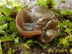 Phaeopezia apiculata