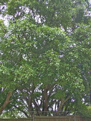 Ficus natalensis