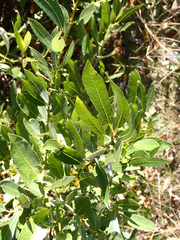 Salix hookeriana