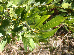 Salix hookeriana