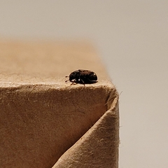 Coleoptera