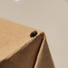 Coleoptera