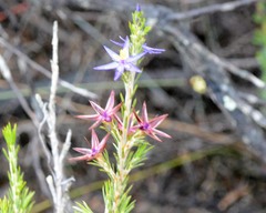 Calectasia valida