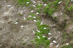 Sterna striata striata