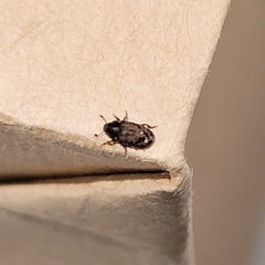 Coleoptera
