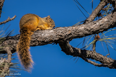 Sciurus nayaritensis