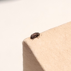 Coleoptera
