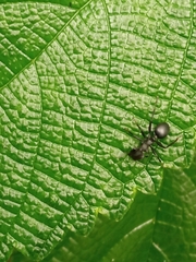 Cephalotes atratus