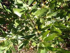 Salix hookeriana
