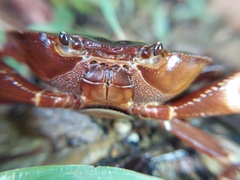 Pseudothelphusidae