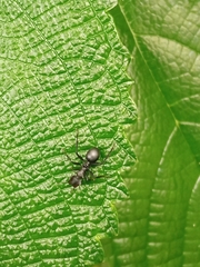 Cephalotes atratus
