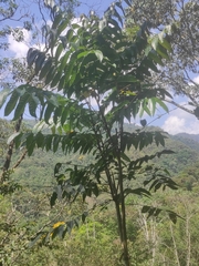 Coffea arabica