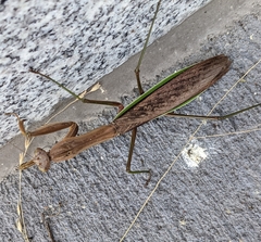 Tenodera sinensis