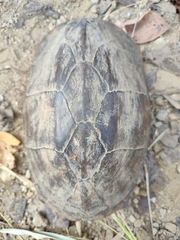 Kinosternon scorpioides