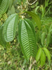 Miconia crenata