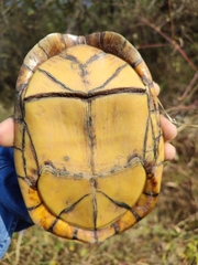 Kinosternon scorpioides