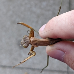 Tenodera sinensis