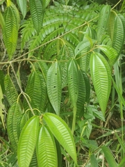 Miconia crenata