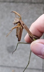 Tenodera sinensis