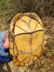 Kinosternon scorpioides