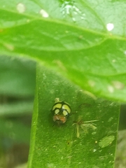 Alagoasa trifasciata