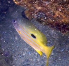 Lutjanus fulviflamma